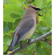 Note: brownish yellow body, white undertail coverts, and yellow tip to tail.