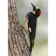 Female. Note: white, black and red crown. Female. Note: white, black and red crown.