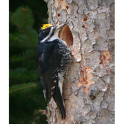Male. Note: all back back and yellow crown. Male. Note: all back back and yellow crown.