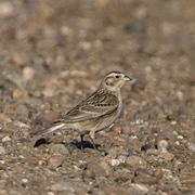 Female. Note: cold gray tones, small gray bill, and dark rear auriculars. Female. Note: cold gray tones, small gray bill, and dark rear auriculars.
