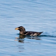 Adult breeding plumage. Note: Adult breeding plumage. Note: