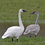 Adult. Note: broad black area from bill to eye Adult. Note: broad black area from bill to eye